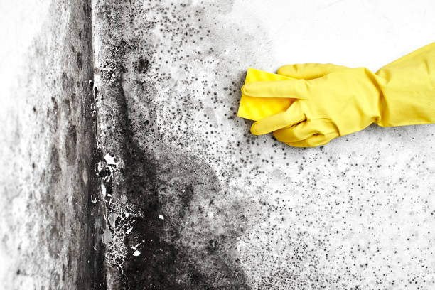 Best Industrial Mold Remediation  in Elma, WA