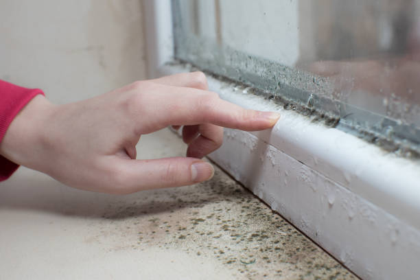 Best Water Damage & Mold Remediation  in Elma, WA