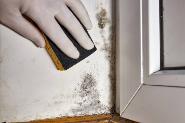 Best Mold-Related Health Consultation  in Elma, WA